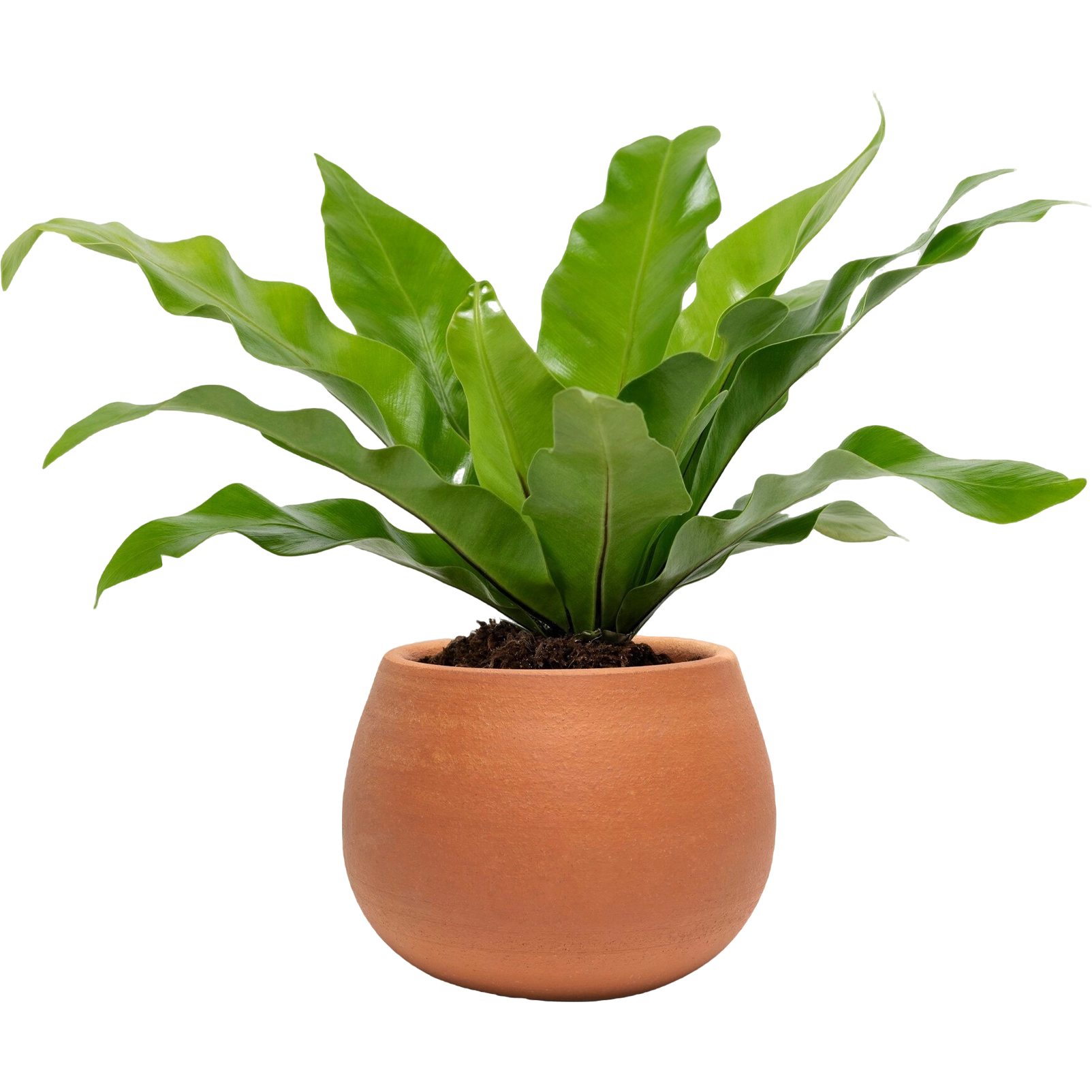 Aglonema Plant - Image 2