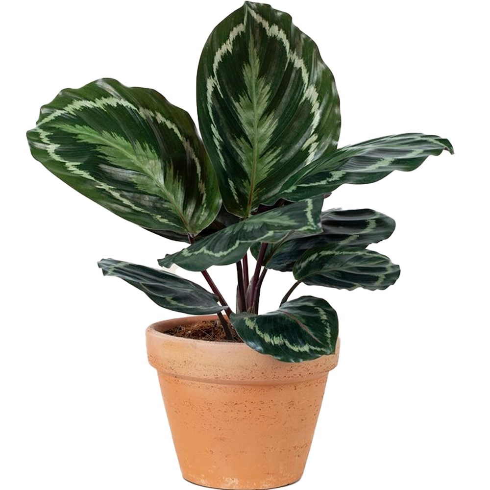 Aglonema Plant - Image 3