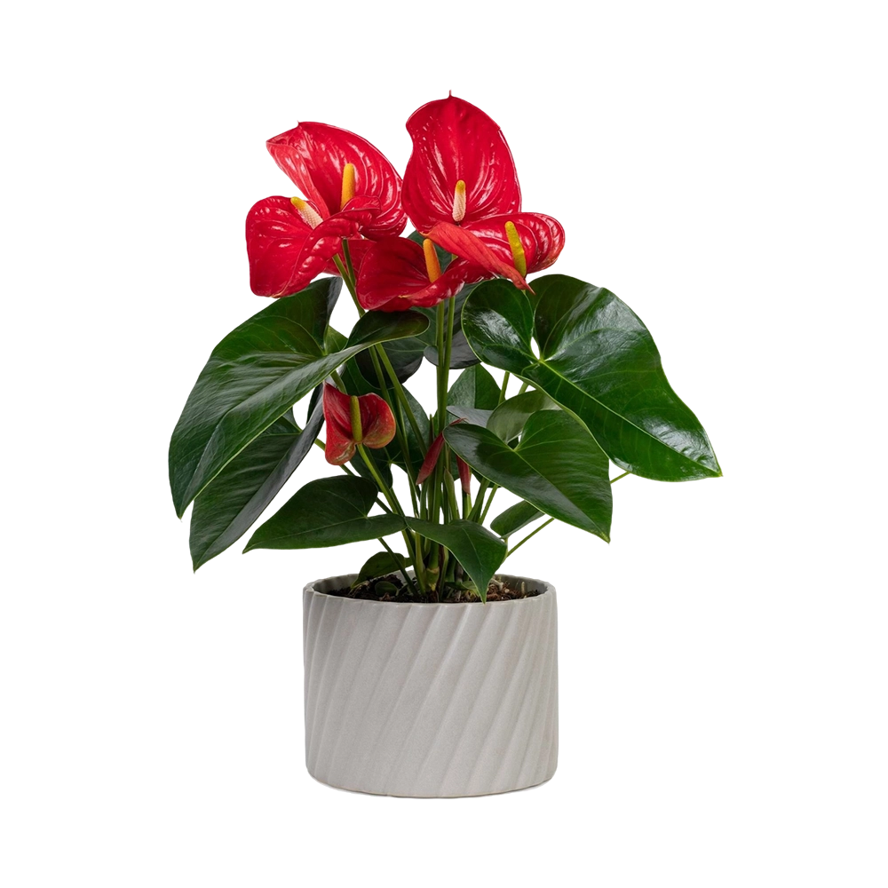 Anthurium Red Plant