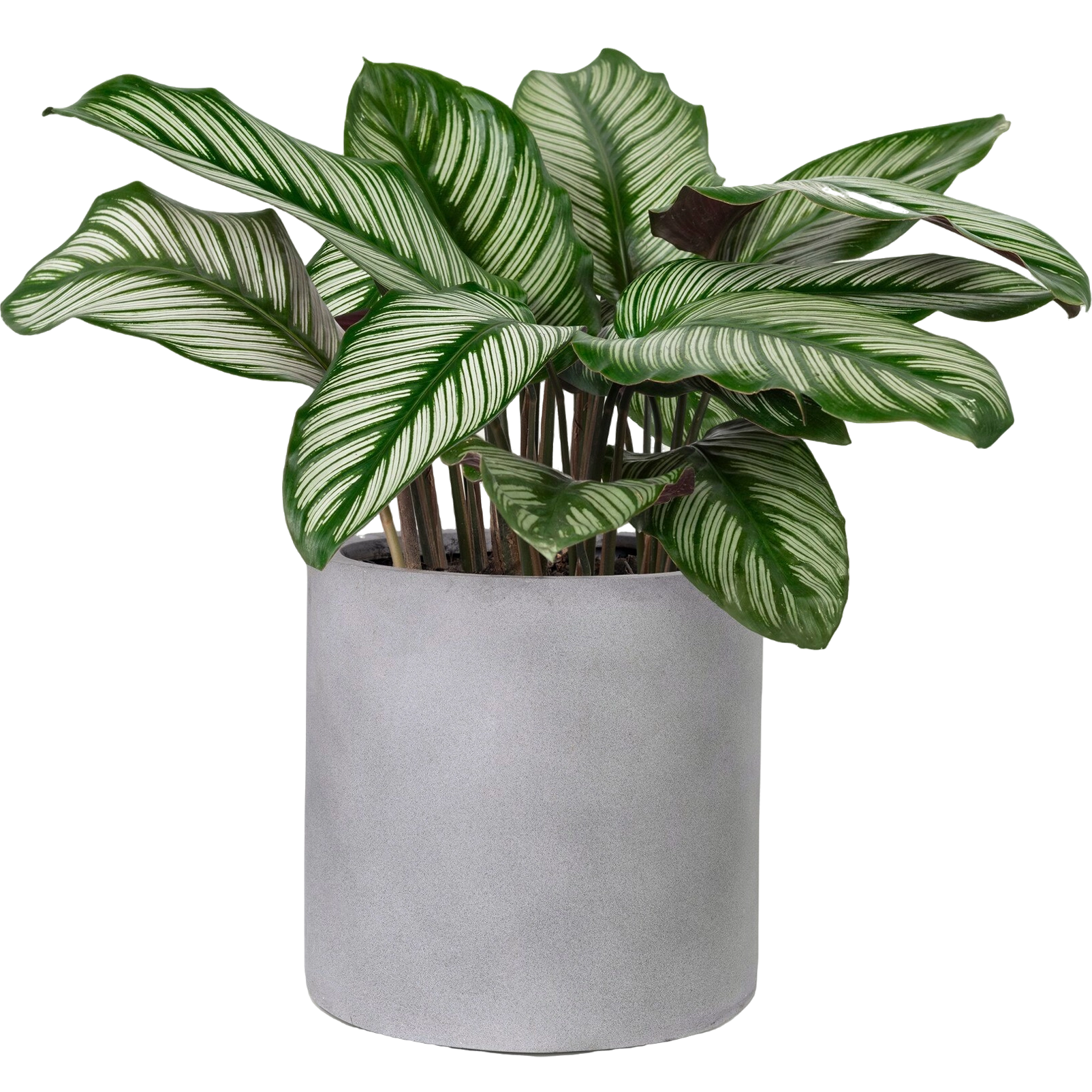 Calathea Sanderiana