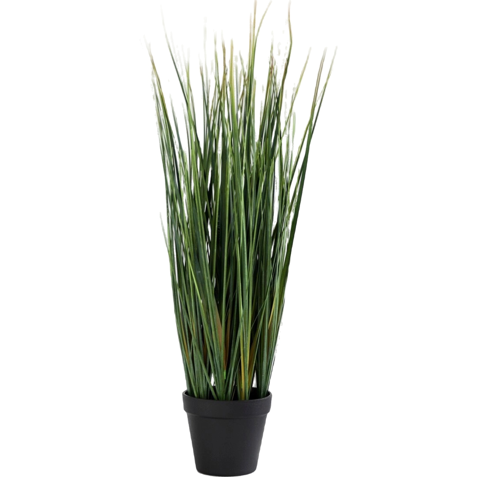 Lemon Grass Plant
