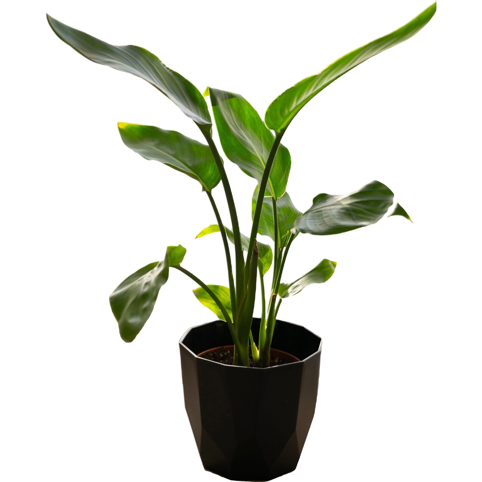 Ficus Lyrata Plant - Image 5