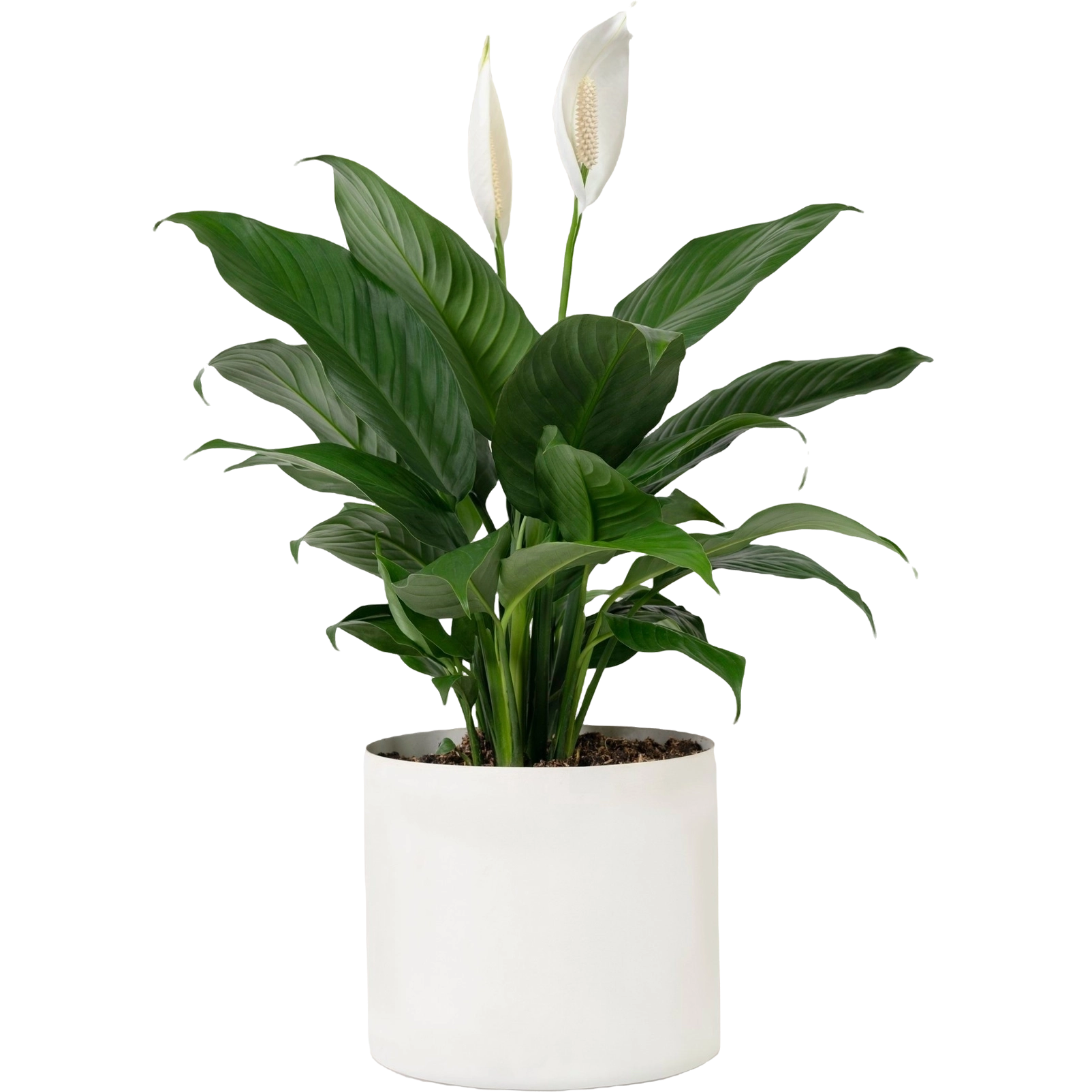 Aglonema Plant - Image 4