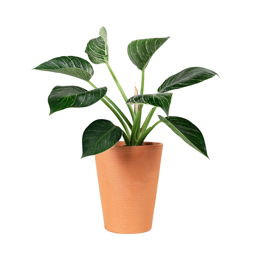 Peace Lily Plant